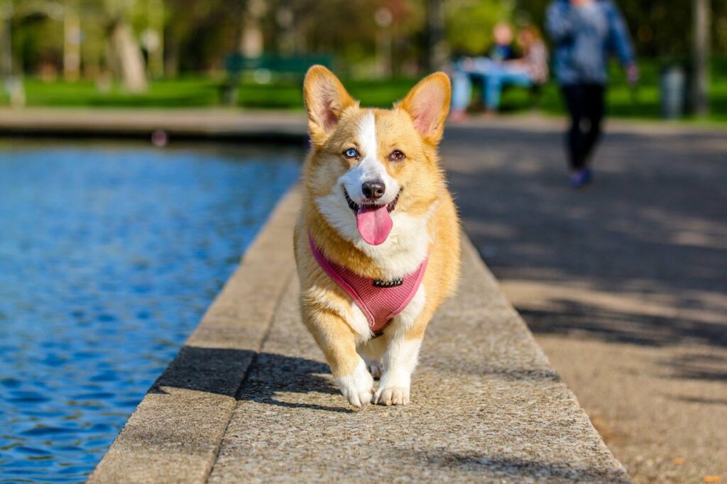 Hoe een dieren urn troost kan bieden na het verlies van een huisdier